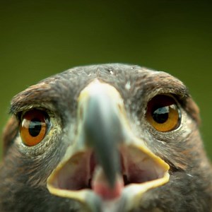 17K views · 430 reactions | Some animals have a translucent third eyelid called the nictitating membrane that can be pulled across to protect their eyes whilst still maintaining vision. In birds of prey, this can be used to clear debris and spread moisture across the eye during high-speed flight.⁣⁣⁣⁣⁣⁣ ⁣⁣⁣⁣⁣⁣⁣⁣⁣⁣ ⁣https://youtu.be/e-5xPpBxihI | The Slow Mo Guys | Facebook