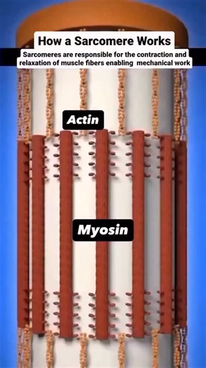 World of Biology | Muscle Contraction explained 💪 Ever wonder what powers every lift, stride, and sprint? You’re looking at actin and myosin filaments... | Instagram