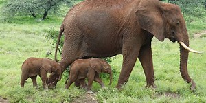 It’s twins! Rare pair of African elephants born on Kenyan nature reserve