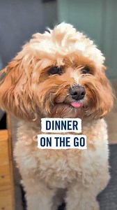 23 reactions | Dinner on the go?  Don’t forget your dog's favourite Butcher's recipe on your next family travel! Where would you love to travel to with your pup? #ButchersDogFood #DogFood #DogLove #P | Butcher's Dog Food | Facebook