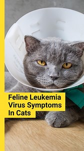Feline leukemia virus is a transmittable disease. Know the symptoms! | Pet Fed | Facebook