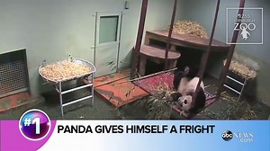 Adorable Panda Gives Himself a Fright