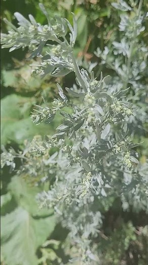 Absinthe, Digestive Plant, Renowned Liqueur