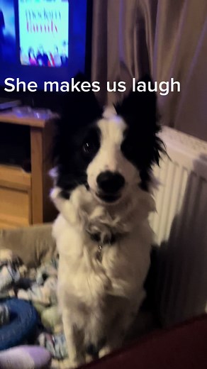 #bordercollie #talkingdog #funny #dogsoftiktok #dogs #laughing