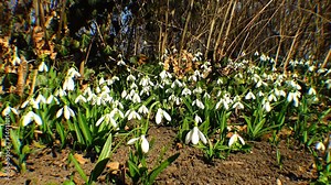Snowdrops, rare and endangered plants of the south of Ukraine