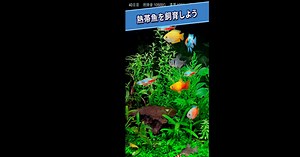 Download & Play Tropical Aquarium - Mini Aqua on PC & Mac (Emulator)