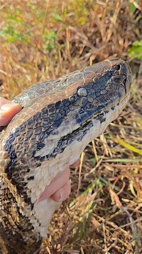 GIANT Python Wagging Her Tail!
