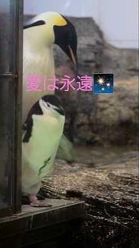 【禁断の恋♥延々と】エンペラーペンギン４０がヒゲペンギンにゾッコン、これは本物第二弾 #penguin