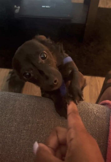 Understanding Dogs: What They Really Comprehend