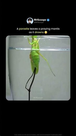 A Mind-Controlling Worm Emerges From Its Host 😬