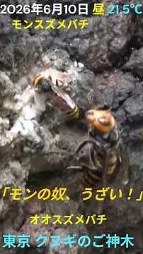 樹液をめぐるスズメバチ３種類の攻防