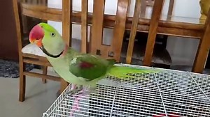 Parrot Bathing - Pablo Taking Bath - How to Bathe your Parrot ??