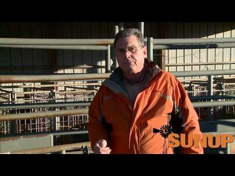 Cow-Calf Corner: Signs of Calving (1/31/15)