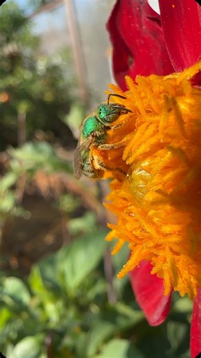 The green bees have finally arrived to my garden! 😍 This is a solitary species of bee. They love plants in the sunflower family. Have you seen them before? | GND Honey