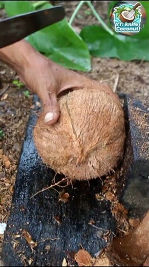 Top skill! Removing coconut from its shell