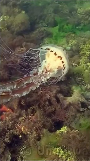 Monster of the Ocean
