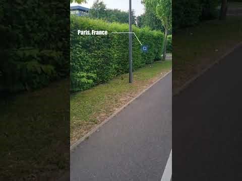 Wild rabbits in Paris, France