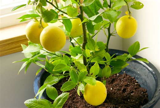 Growing a Lemon Tree From Seed Is a Fun Project for All Ages