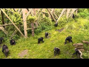Student Resource - Chimpanzee behaviour for learning or teaching 'group scan sampling'