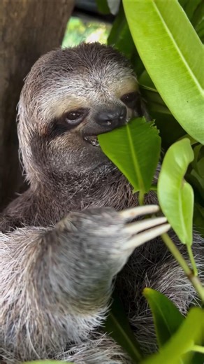 The Shocking Truth About Sloth Behavior