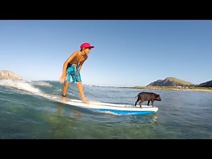 GoPro: Baby Pig Goes Surfing in Hawaii
