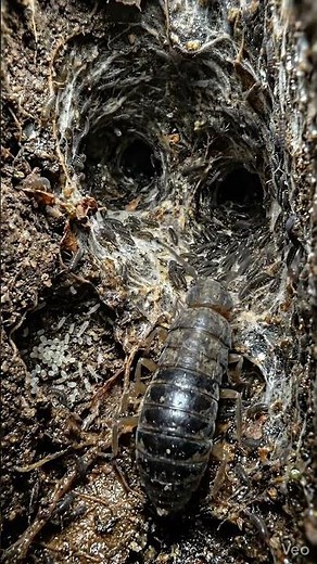 Springtail POV Jumping Into the Air 😱