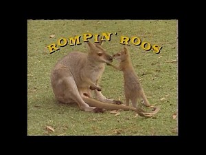 Growing Up Wild: Rompin' Roos