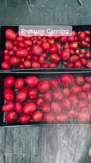 Pressure canning isn’s scary when you know how to do it safely #pressurecanning #foodpreservation #canning #canningtiktok #greenbeans #foodsecurity