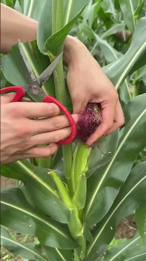 Corn Silk Care: Cultivating Healthy Ears with Careful Hands
