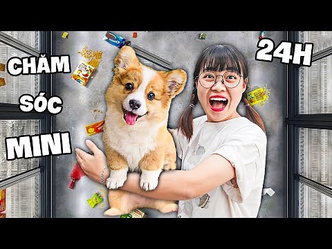 Hà Sam 24H Trang Trí Nhà Và Chăm Sóc Cún Mini Siêu Đẹp