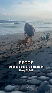 30K views · 381 reactions | Looking at the behavior of dogs in a...