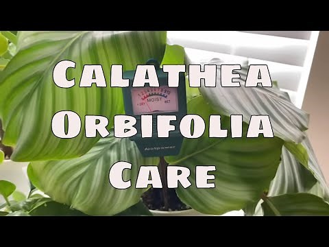 How to Care For Calathea Orbifolia House Plant Care Tips Costa Farms