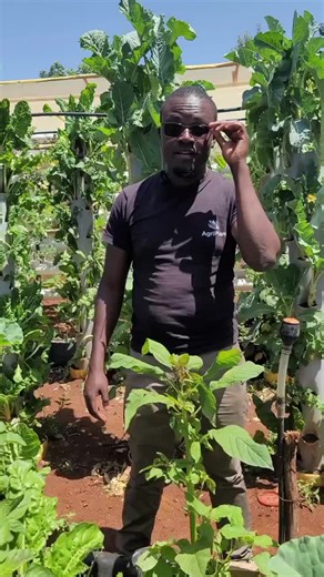 Creating a Thriving Balcony Garden with Hydroponics