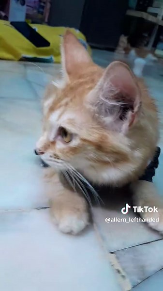 masalah kucing selsema??boleh cuba ubat ni,sngt berkesan walaupun harganya murah..🥰🥰
