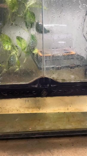 Urban Fauna Reptiles | Red Eyed Treefrog spawn update! #redeyedtreefrogs #treefrog #frog #tadpole #frogspawn | Instagram