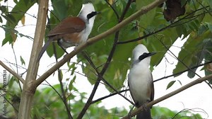 Pair of white-crested laughingthrush perched on leafy branch in natural habitat, wildlife and birdwatching. Wildlife and nature photography.