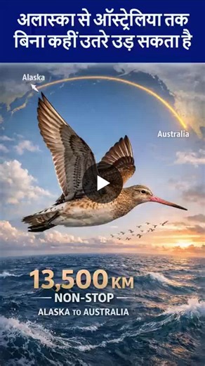 🚨 A migratory bird just shattered world records — flying 8,425 miles (13,560 km) NON-STOP across the Pacific without landing once. The bar-tailed godwit doesn’t stop to eat, drink, or sleep during… | RAJ HEMDEV