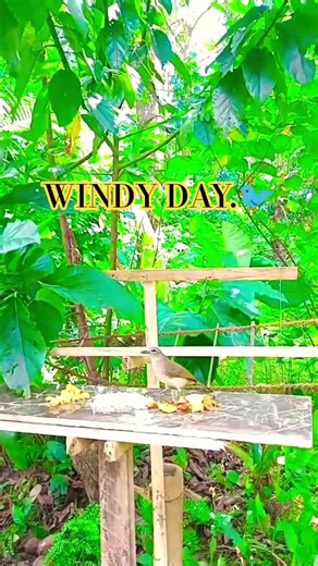 Relaxing Windy Day at the Nature Snack Bar! 🍃✨ #birds #asmr #nature