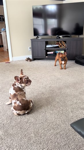 Mastering the Chase Me Rolls with Frenchies