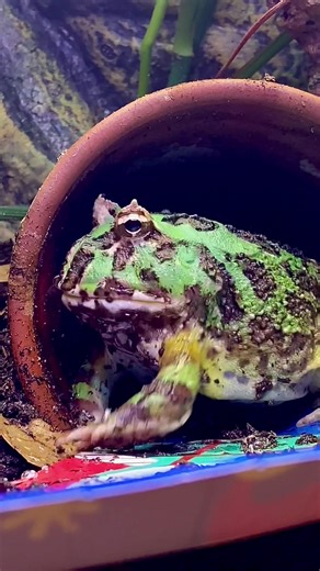 Living stomach #fyp #frog #pacmanfrog #cranwelli #amphibian #gulpinthepacmanfrog