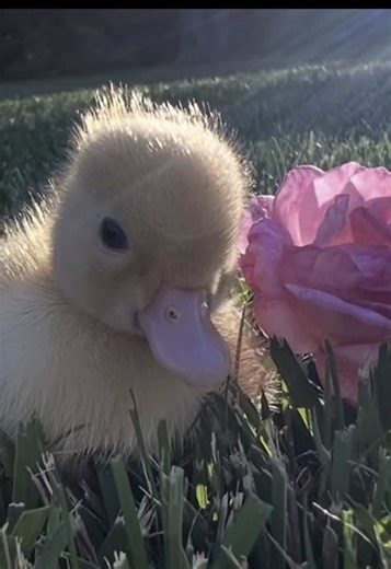 he’s cute #funny #relatable #xyzabc #nugget #duck | duck