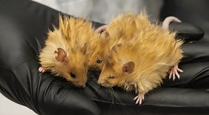 Scientists Create Adorable 'Woolly Mice' In Their Quest To Revive The Mammoth