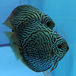Tiger Turquoise Discus Breeding Pairs - Jack Wattley Discus