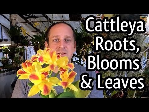 Rescue Cattleya Orchid Care / Cattleya Blooms/ How to regrow Orchid roots and Trim ugly leaves