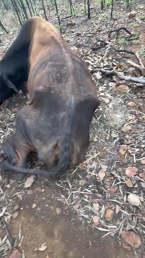 718K views · 1.4K reactions | Big old scrub bull, he wasn’t going to be round much longer, ripper trophy to remember him by. | IHunt DownUnder | Facebook