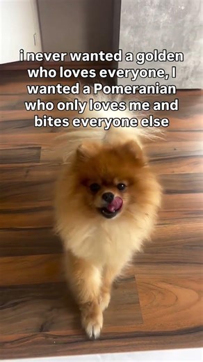 Pomeranians are the best🙌🏻♥️…Who agreed?🙂‍↔️ #pomeranian #dogs #pets #pet #hund #love #beauty