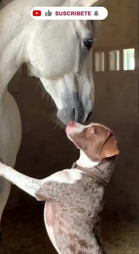 Horses and Dogs Being Best Friends – 9 Heart-Melting Moments