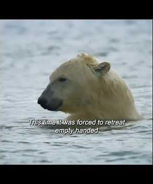 Amazing Wildlife Moments Caught on Camera | Animals Wild World #animalfacts #animals #amazingan