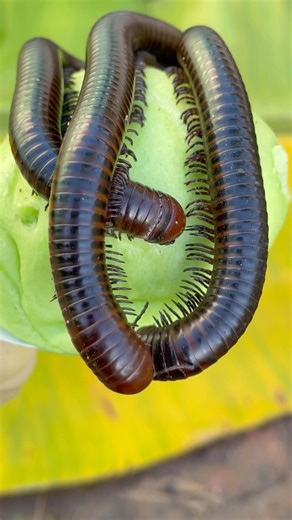 Cute 🥰 millipedes #animals ##shorts