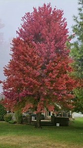 These beauties deserve a spot on my feed 🍁 The maple trees in our yard are absolutely stunning right now. I'm soaking in every moment of them while I have the opportunity 🍁 . . #mapletree #fallvibes #fallfoliage #outdoors #nature #october #fallseason #falltrees | Rachel